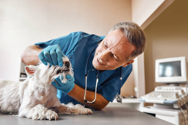 Best Emergency Treatment for Dental Infections or Abscesses in New Boston, OH